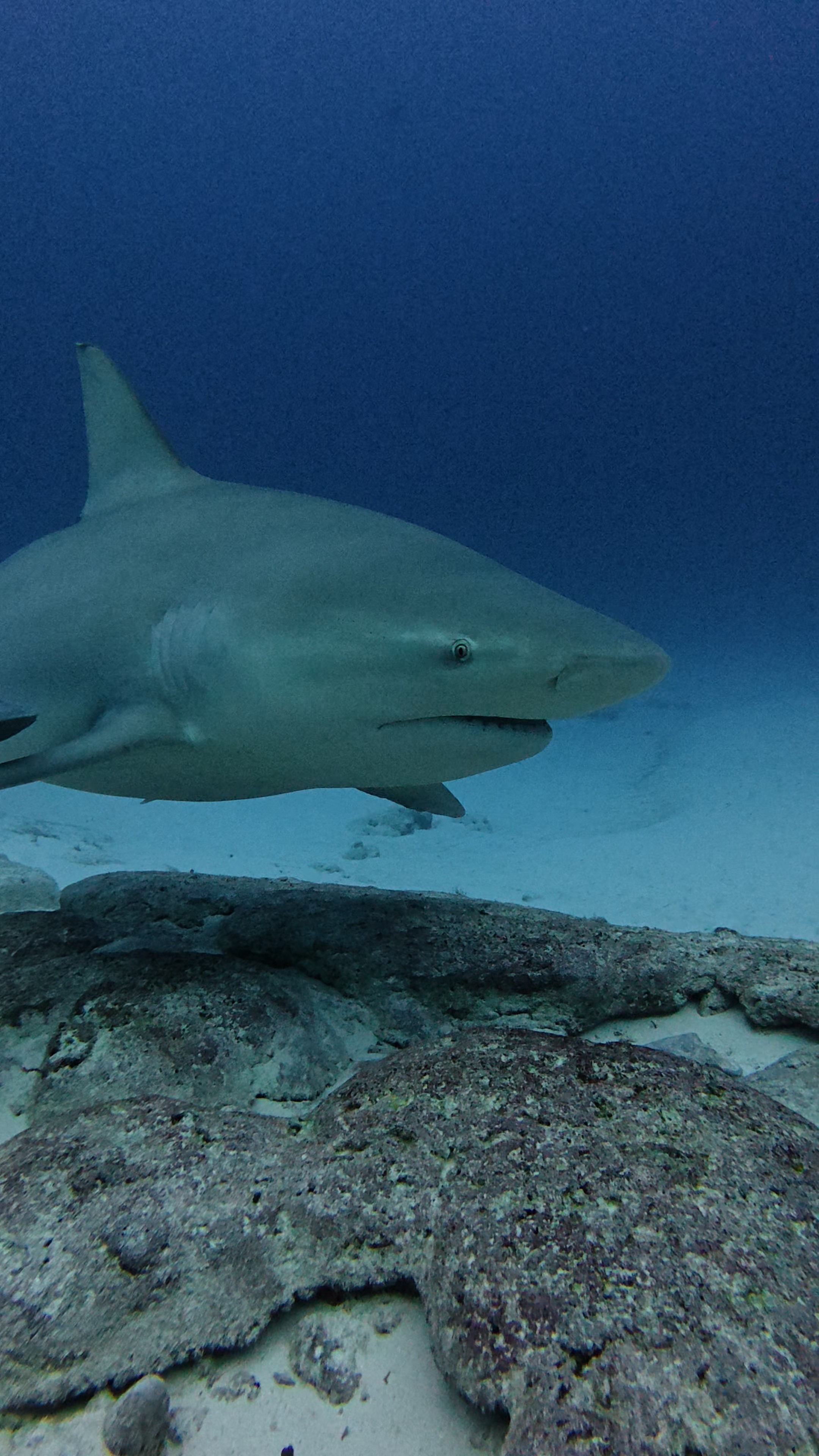 Bull shark swimming above the reef